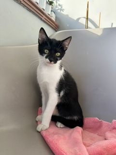 Adozioni DODO - gattino di 3 mesi e mezzo Gatto gatto europeo Maschio