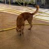 POGO 10 mesi -cucciolone incrocio golden retriever  0