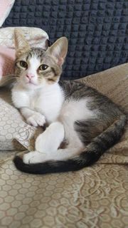 Adozione Gratuita MINA, cucciolo gatto, 5 mesi,  femmina Gatto europeo Femmina