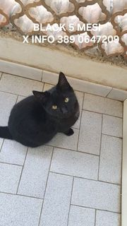 Come adottare Black bellissimo micino nero di 5 mesi Gatto europeo  Maschio