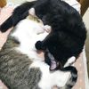 MINA e ONICE, 5 mesi, cucciole gatto femmina  0