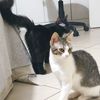 MINA e ONICE, 5 mesi, cucciole gatto femmina  0