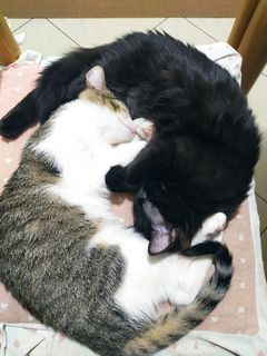 Adozioni MINA e ONICE, 5 mesi, cucciole gatto femmina Gatto europeo Femmina