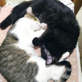 MINA e ONICE, 5 mesi, cucciole gatto femmina