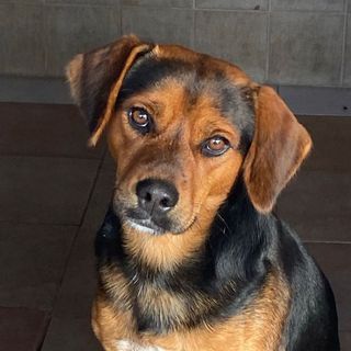 Adozione Gratuita LEO dolce cagnolino 1 anno cerca adozione Cane meticcio Maschio