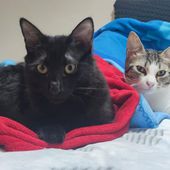 ONICE e MINA, 6 mesi, cucciole gatto femmine