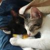 ONICE e MINA, 6 mesi, cucciole gatto femmine  0