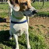 KIRA - simil beagle di 4 anni  0