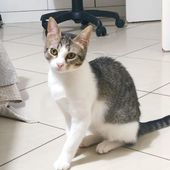 MINA, 6 mesi, cucciolo gatto femmina