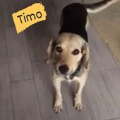 Timo bellissimo cagnolino simil beagle 