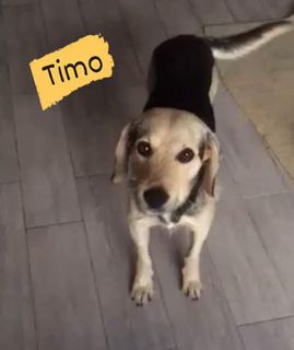 Come adottare Timo bellissimo cagnolino simil beagle  Cane meticcio  Maschio