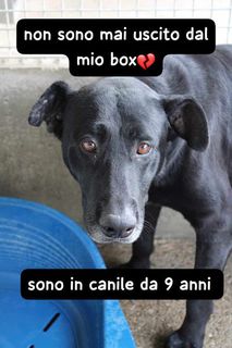 Come adottare BLACK 9 ANNI 30/35 KG TAGLIA GRANDE Cane meticcio Maschio