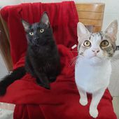 Mina e Onice, cuccioli gatti, femmina, 6 mesi