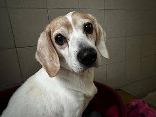 Adozione BALOO Cane beagle Maschio