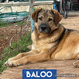 Adotta Baloo bellissimo cucciolone  Cane taglia grande 35-40kg Maschio