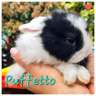 Come adottare Puffetto dolce coniglietto cerca casa Altro coniglio Maschio Latina