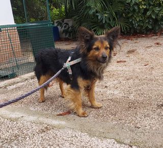 Annuncio FLUFFY - cagnolino di 3 anni e mezzo (8kg) Cane meticcio Maschio