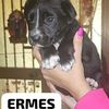 Eros ed Hermes cuccioli di soli 2 mesi   0