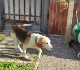 Adotta Olaf: dolcissimo beagle cerca nuova famiglia  Cane beagle Maschio