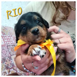 Adotta RIO dolce cucciolo taglia medio piccola cerca casa Cane mix cocker Maschio Latina