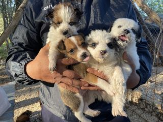 Adotta 4 cuccioli cercano casa  Cane meticci  Maschio
