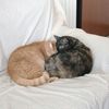 Gatti cercano adozione di coppia  0