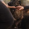 EASTER - cagnolina di 5 anni - taglia media  0