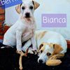 Bianca, dolcissima cucciola  0