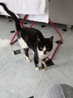Adozione Gratuita Merlino: dolcissimo giovane gattino  Gatto meticcio  Maschio