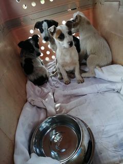 Come adottare Dolcissimi cuccioli!! Cane taglia media piccola 10-15 kg Maschio
