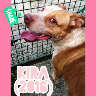 Adozione Gratuita KIRA (2016) - PIT BULL CERCA CASA!!! Cane pitbull Femmina