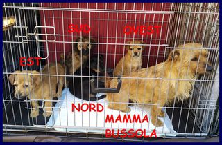 Adozione Gratuita FAMIGLIA GIRAMONDO mamma Bussola e 4 cuccioli recu Cane meticcina Femmina