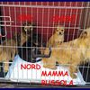 FAMIGLIA GIRAMONDO mamma Bussola e 4 cuccioli recu  0