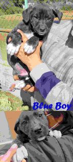 Come adottare BLUE BOY Cane meticcio Maschio