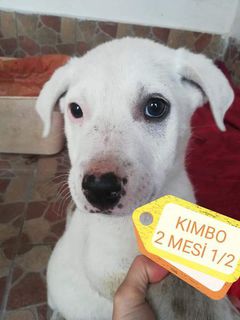 Adozione KIMBO, NERONE, FISTIK 2 mesi e mezzo Cane meticcio Maschio