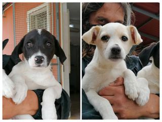Annuncio Linus e Pepita dolci cuccioli in adozione Cane meticcio Maschio