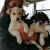 Linus e Pepita dolci cuccioli in adozione  0
