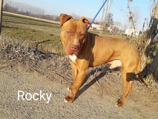 Adozione Rocky bellissimo pitbull  Cane pitbull Maschio