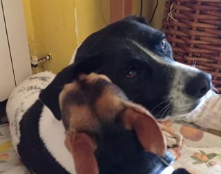 Adozioni POLKA: cucciolona dall'animo gioioso Cane cane Femmina Vicenza