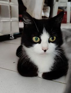Adozione Gratuita Gattina di due anni  Gatto gatto Femmina