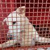 Masha cucciolona di labrador in galera  0