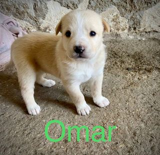 Annuncio Omar cucciolo simil labrador ma più bello  Cane simil labrador Maschio