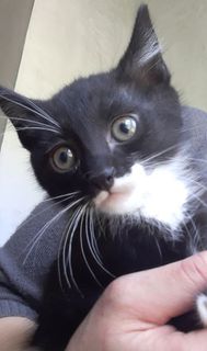 Adozione Gratuita OTTONE - gattino di 2 mesi e mezzo Gatto gatto bianco e nero Maschio