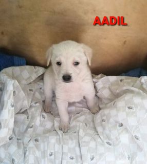 Adotta AADIL, AZHAR, AMAAL sono tre bellissimi cuccioli Cane meticcio Maschio