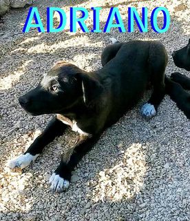 Annuncio Adriano meraviglioso cucciolo nero Cane meticcio  Maschio