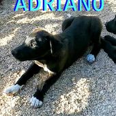 Adriano meraviglioso cucciolo nero
