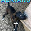 Adriano meraviglioso cucciolo nero  0