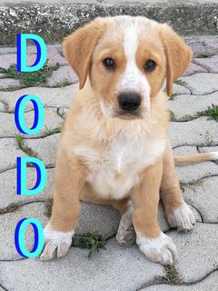 Adozione Dodo cucciolo simil labrador ma più bello Cane simil labrador  Maschio