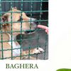 BAGHERA (2012) - IT'S EASY TO ADORE YOU!!!PITBULL  0