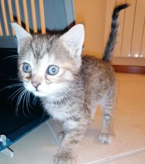 Adozione Gratuita Gattina di due mesi in adozione  Gatto gatto Femmina